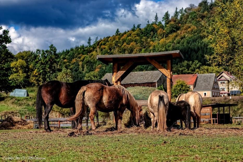 Wsiowa Chata Scinawka Gorna Exterior foto